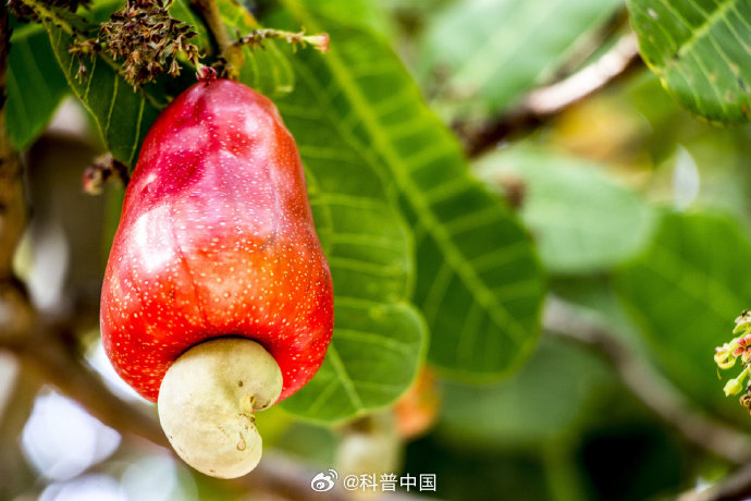 #每天一条冷知识# 在热带地区，腰果其实是作为水果出售的。因为月牙形的腰果果子是着生在一根肉质膨大的果柄上的，果柄色彩明艳、柔软多汁、酸甜可口，既像菜椒又像莲雾，当地人管它叫“腰果苹果”，完全能假冒水果供人消暑解渴。 ​​​#科普冷知识# ​