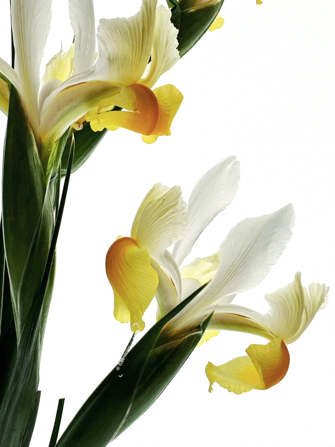 国产鸢尾⚜️｜“在早晨的旌旗下召集蝴蝶”