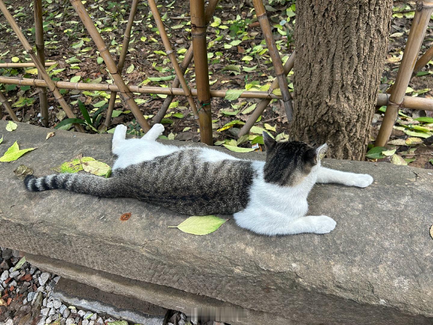 #大兴善寺猫抓鸽子却像老玩伴#  
大兴善寺的猫猫还是很多的～ ​