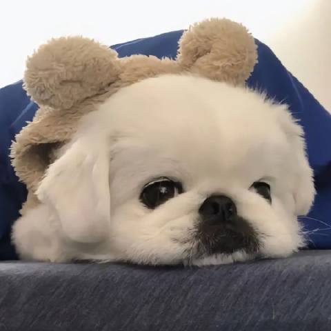竞圈迷惑大赏