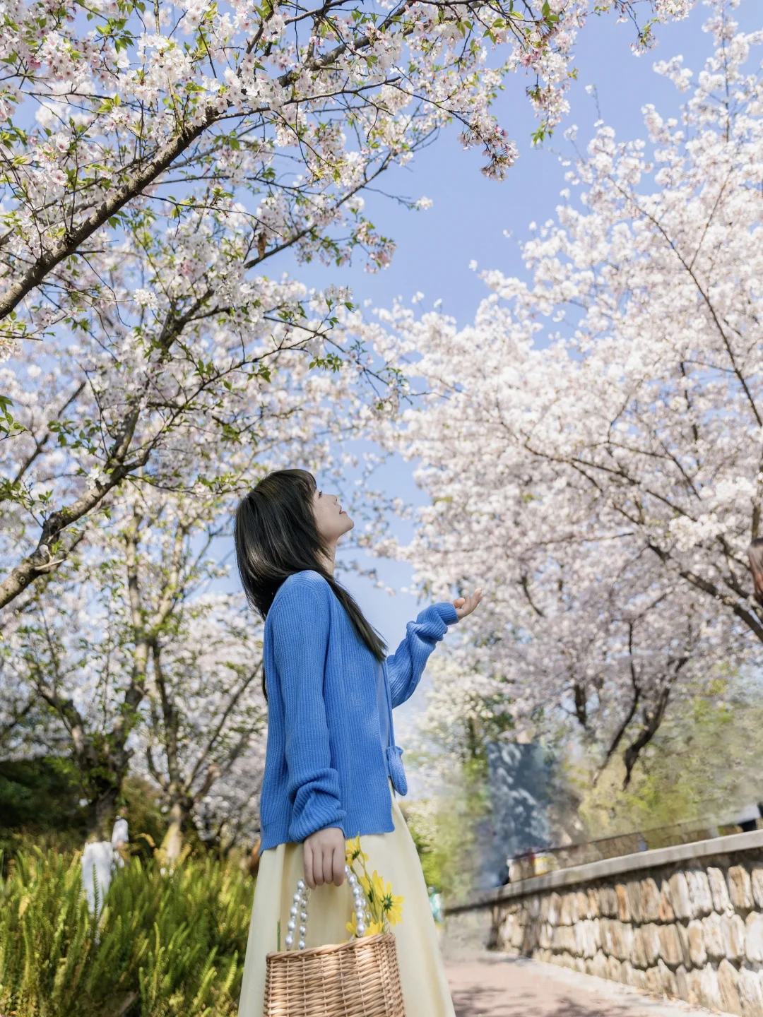 免费🆓超美的樱花🌸花海，还不快去