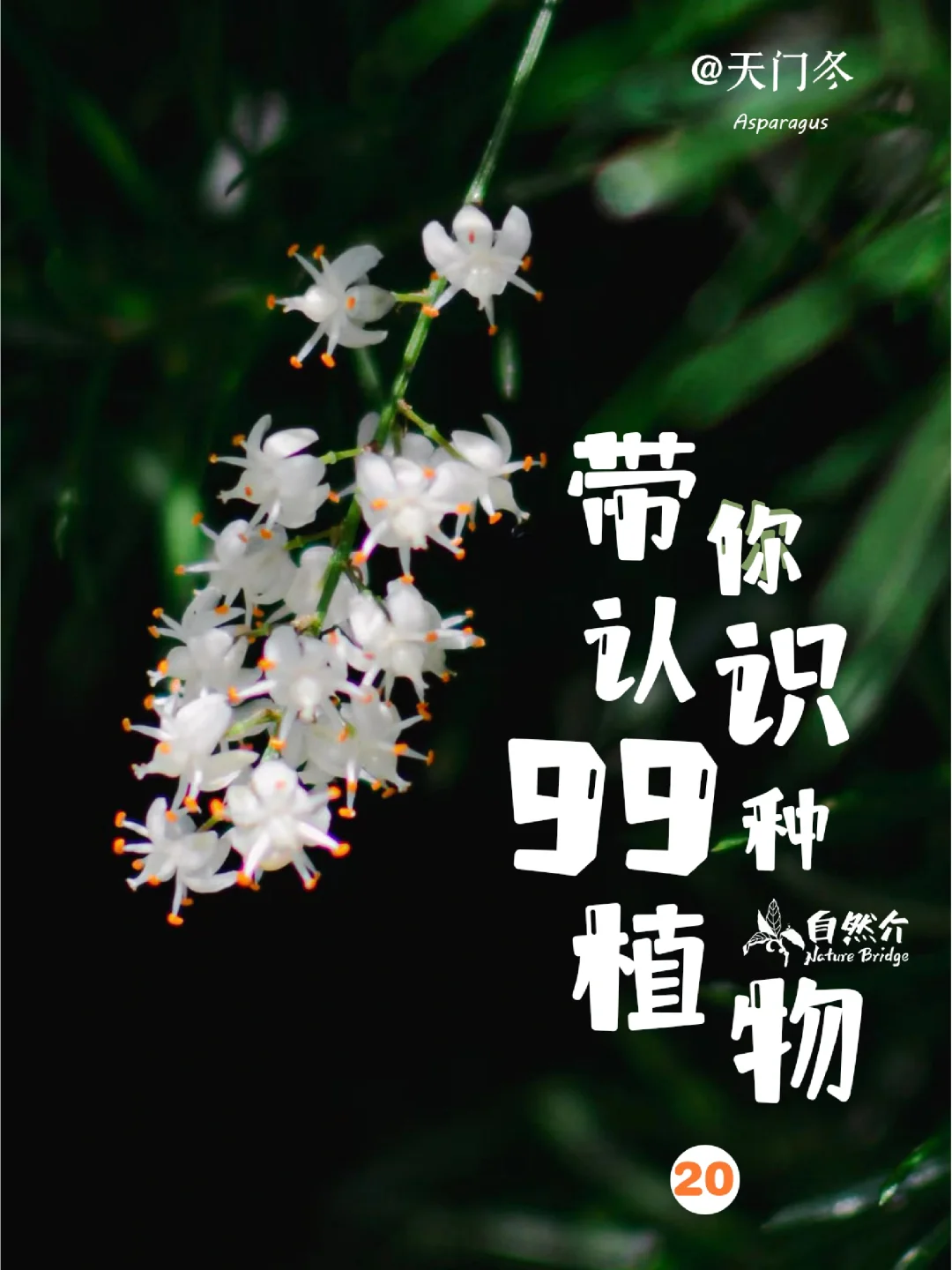 带孩子认识99植物