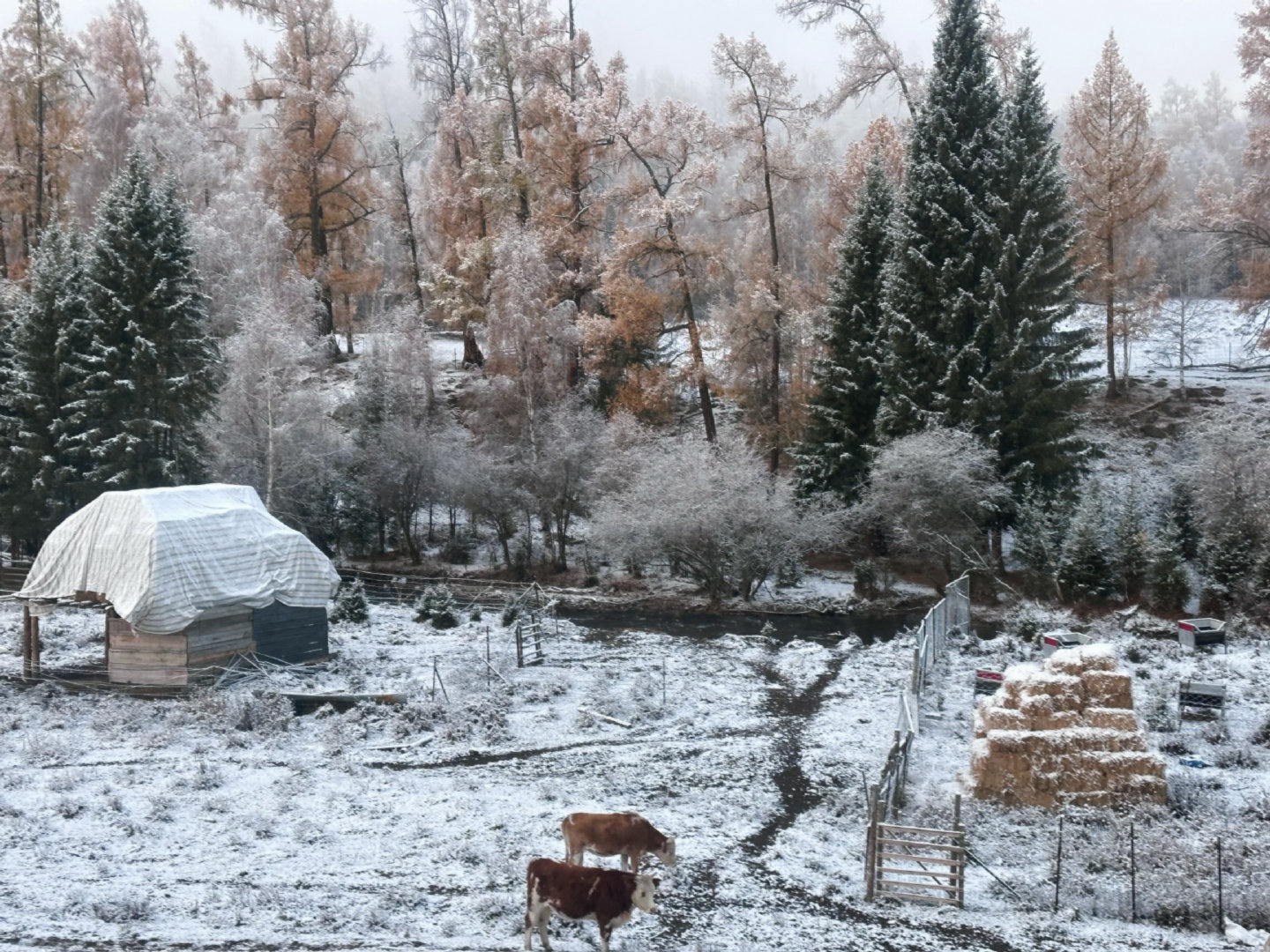 牛马来看牛马！还在秋天又下雪真地很童话很好看[老师爱你][老师爱你][老师爱你] ​