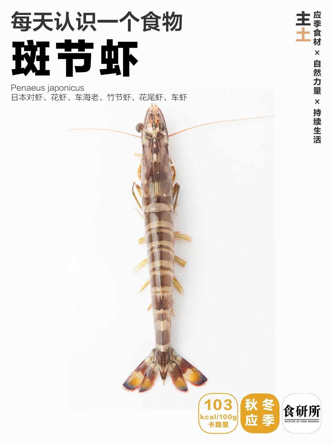 斑节虾 | 好看好贵好吃