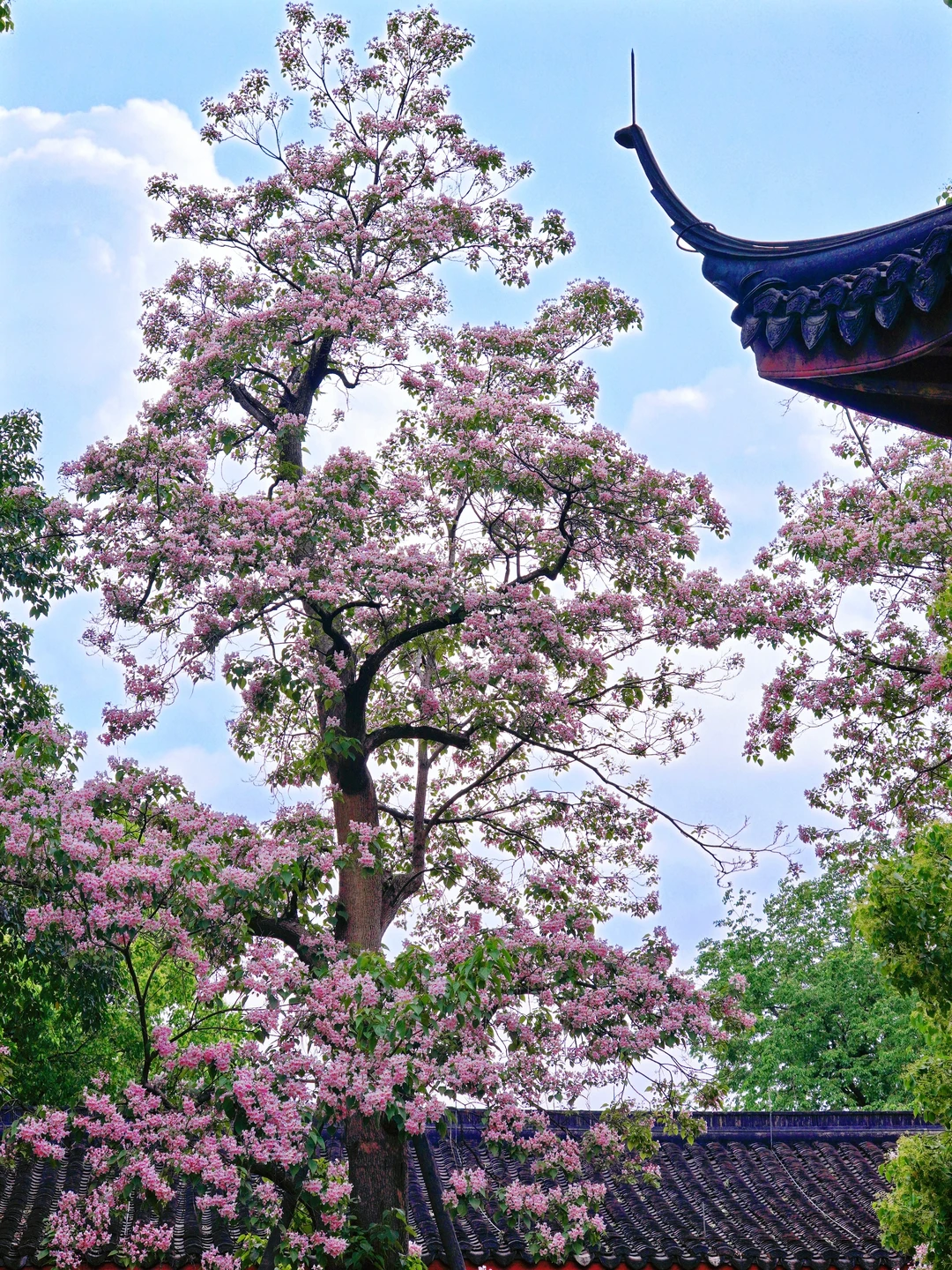 杭州500年古楸树开花了❗️错过等一年❗️