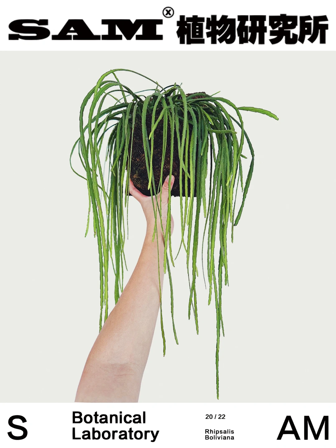 玻利维亚丨Rhipsalis Boliviana.