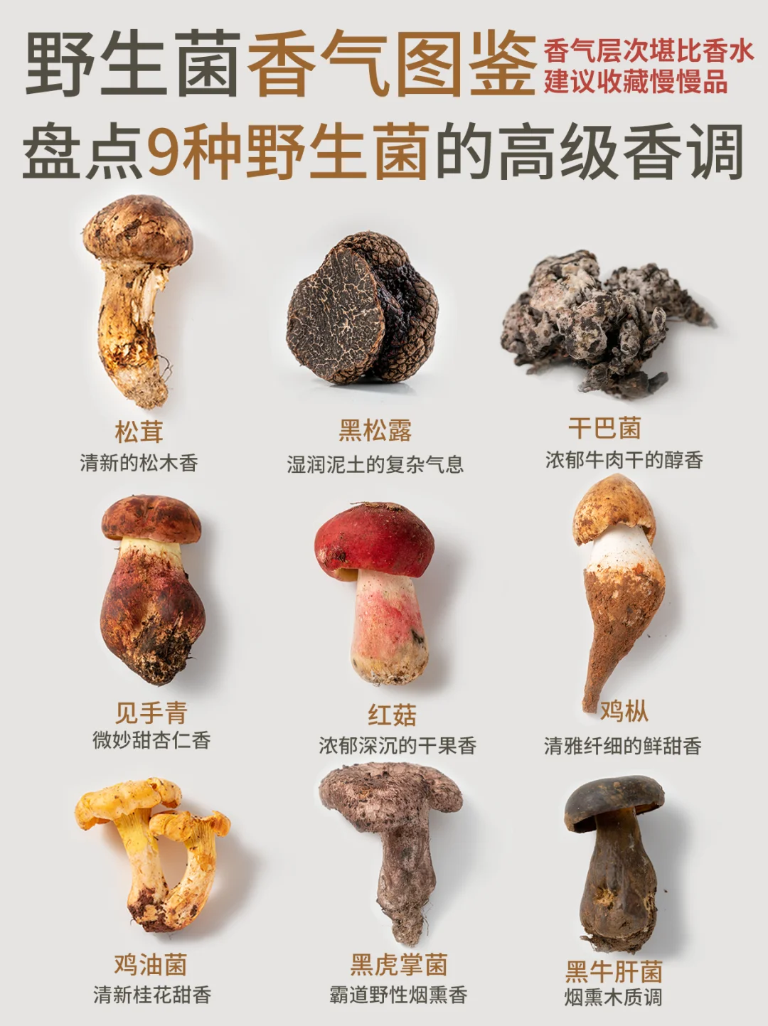 香气图鉴|松茸清新虎掌霸道，你最爱哪种？