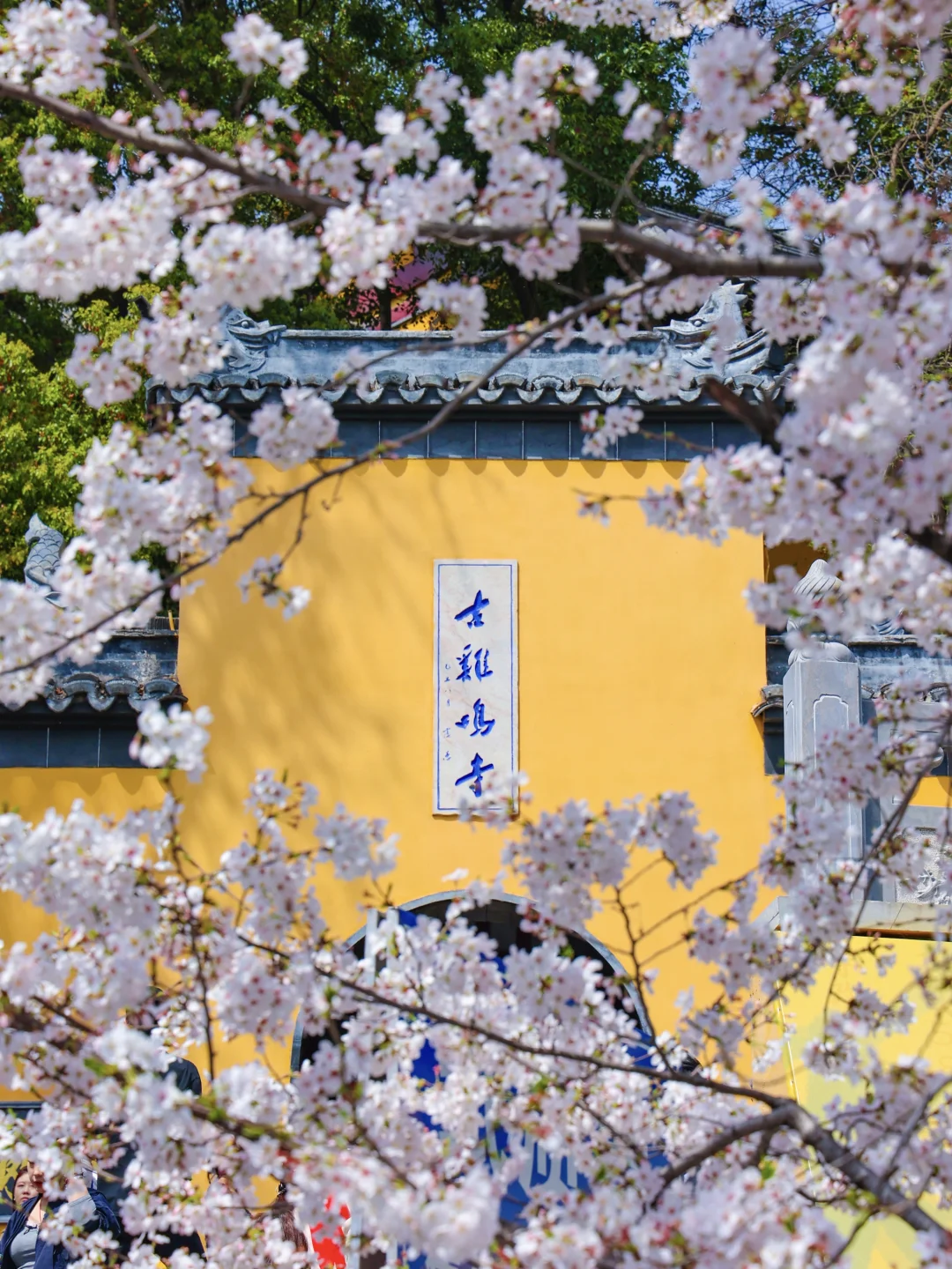 接下来的南京是这样的🌸！！！！！！