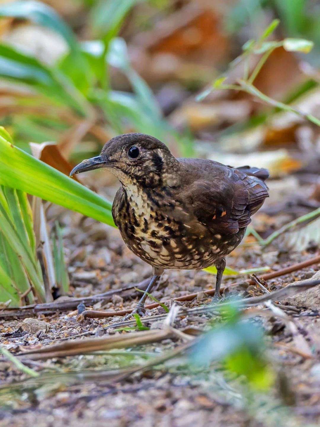 长嘴地鸫就这样毫无准备的出现在我面前