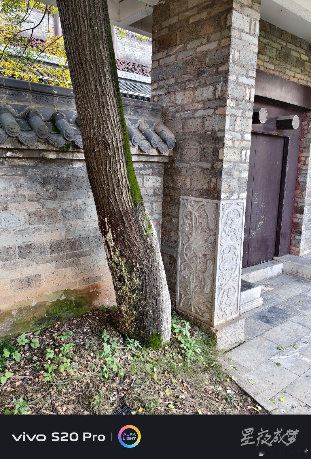 #vivo[超话]# 这棵斜着生长的树靠在中式古建的墙边，树干上长满了青苔，青砖柱子上的莲花石雕精美细致，灰色瓦片和深色木门透着古朴的气息，一草一木都有故事。vivo S20 Pro的色彩表现很舒服，青苔的翠绿和石雕的灰白都被准确还原，画面质感扎实，随手拍都有格调。#vivo##vivo超话# ​