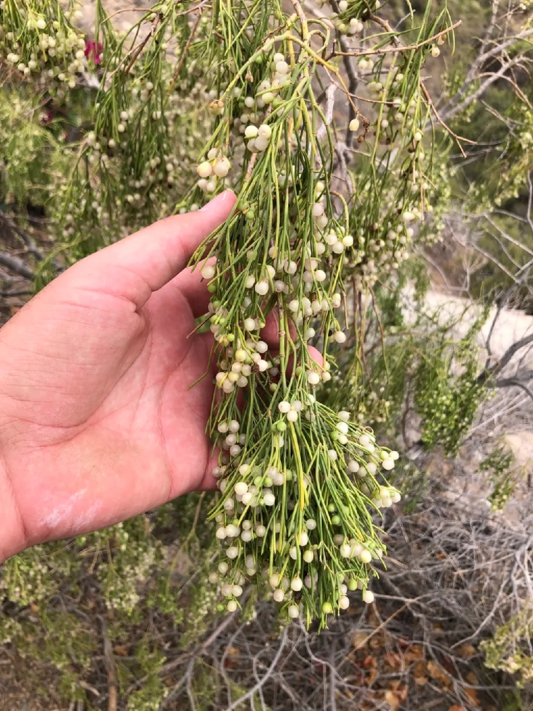 垂枝长管茜（Plocama pendula）