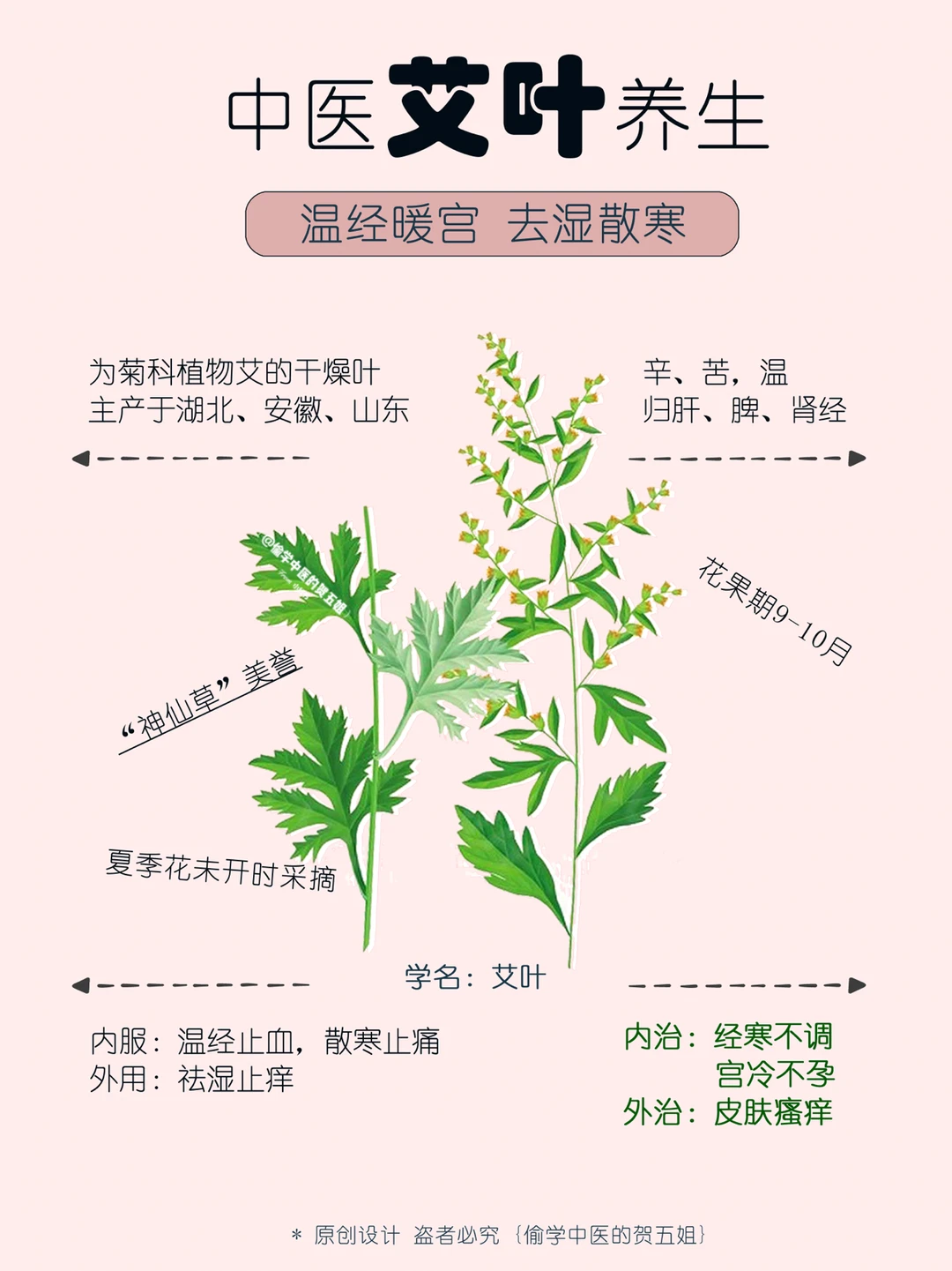 05养生课堂📝艾叶🌿调经血祛湿寒暖宫❣️