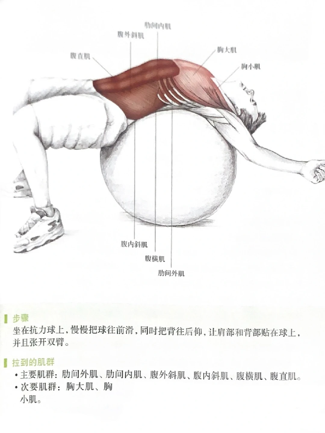 👯‍♂️如何拉伸腹肌马甲线？