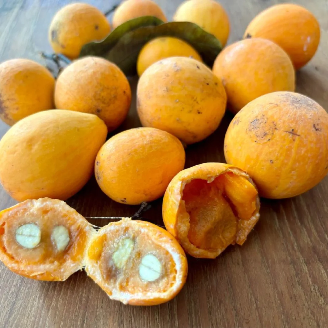 稀有水果～锚钩藤思思果Willughbeia Edulis