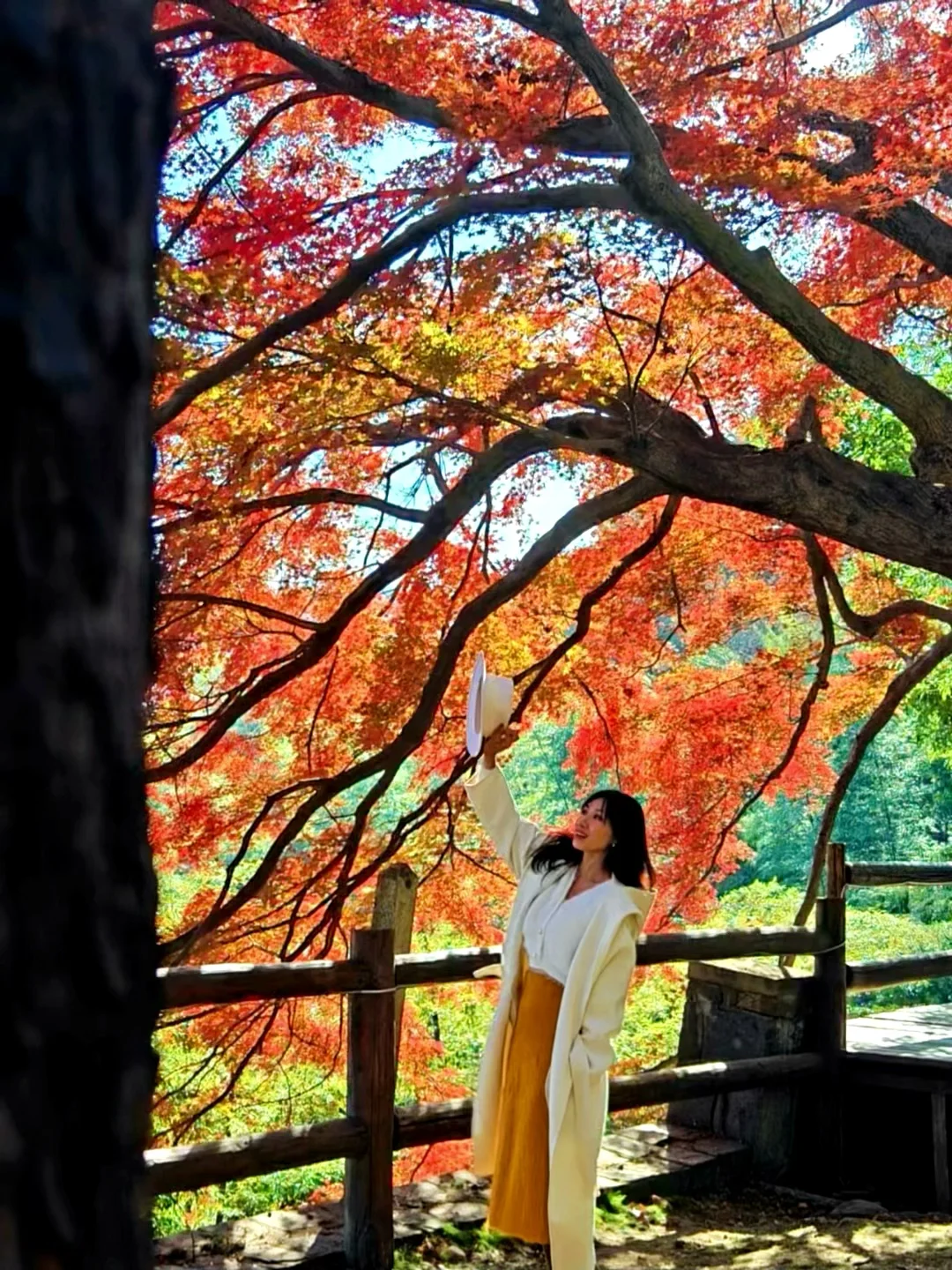 2025.11.26|莫干山红枫🍁杀疯！附攻略