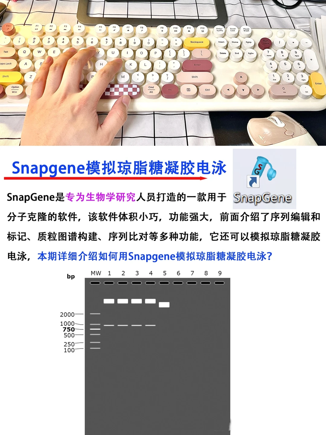 🔥如何用Snapgene 模拟琼脂糖凝胶电泳