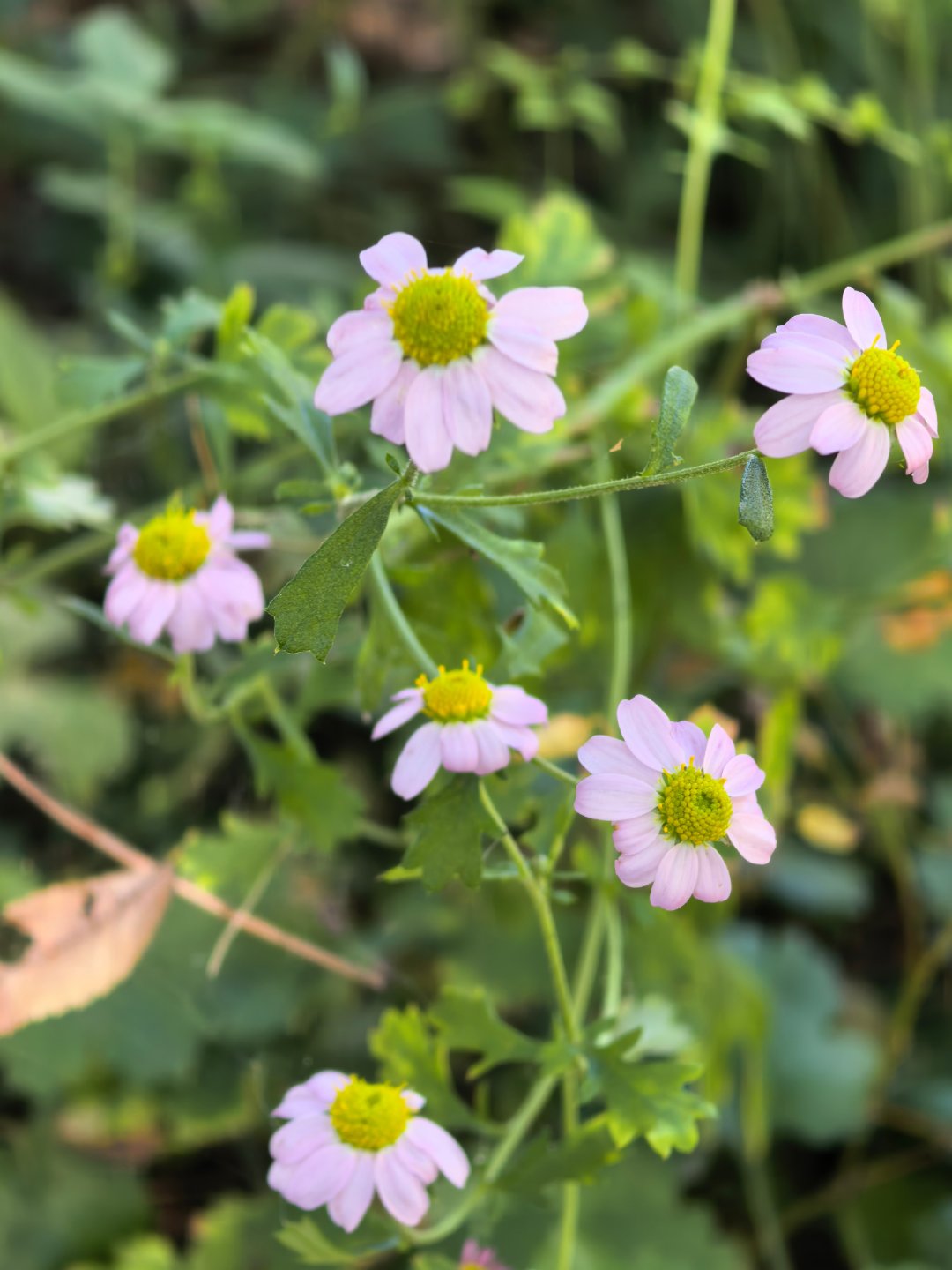 【小红菊】菊科菊属

多年生草本，花瓣白至淡粉色，花心金黄，叶片羽状分裂。
生于山坡林缘，花期7–10月，北京高山常见野生菊。

#随手拍[超话]##植物科普﻿# ​