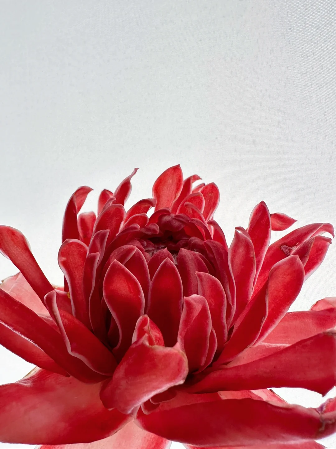 小众花材｜瓷玫瑰-夏日熊熊燃烧的火焰🔥