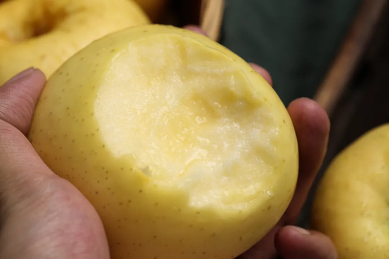 那天收到一箱山东奶油富士，打开箱子愣了一下——这苹果怎么是奶黄色的？圆滚滚的，像揣了颗小月亮。朋友说这是烟台特有的“白果儿”，产量少，超市里很难买到。

洗了一个直接啃，“咔嚓”一声——皮薄得几乎没有存在感，果肉紧实细嫩，汁水瞬间在嘴里炸开。最绝的是那股清甜里裹着淡淡的奶香，不是齁 ​