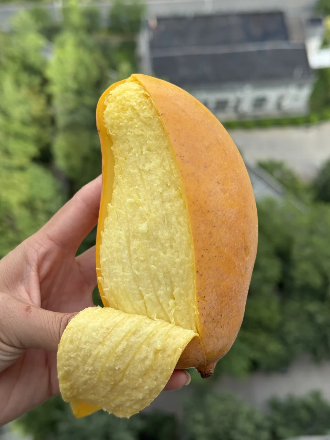一年就半个月果期的哈尼蜜芒，甜到你跺脚。