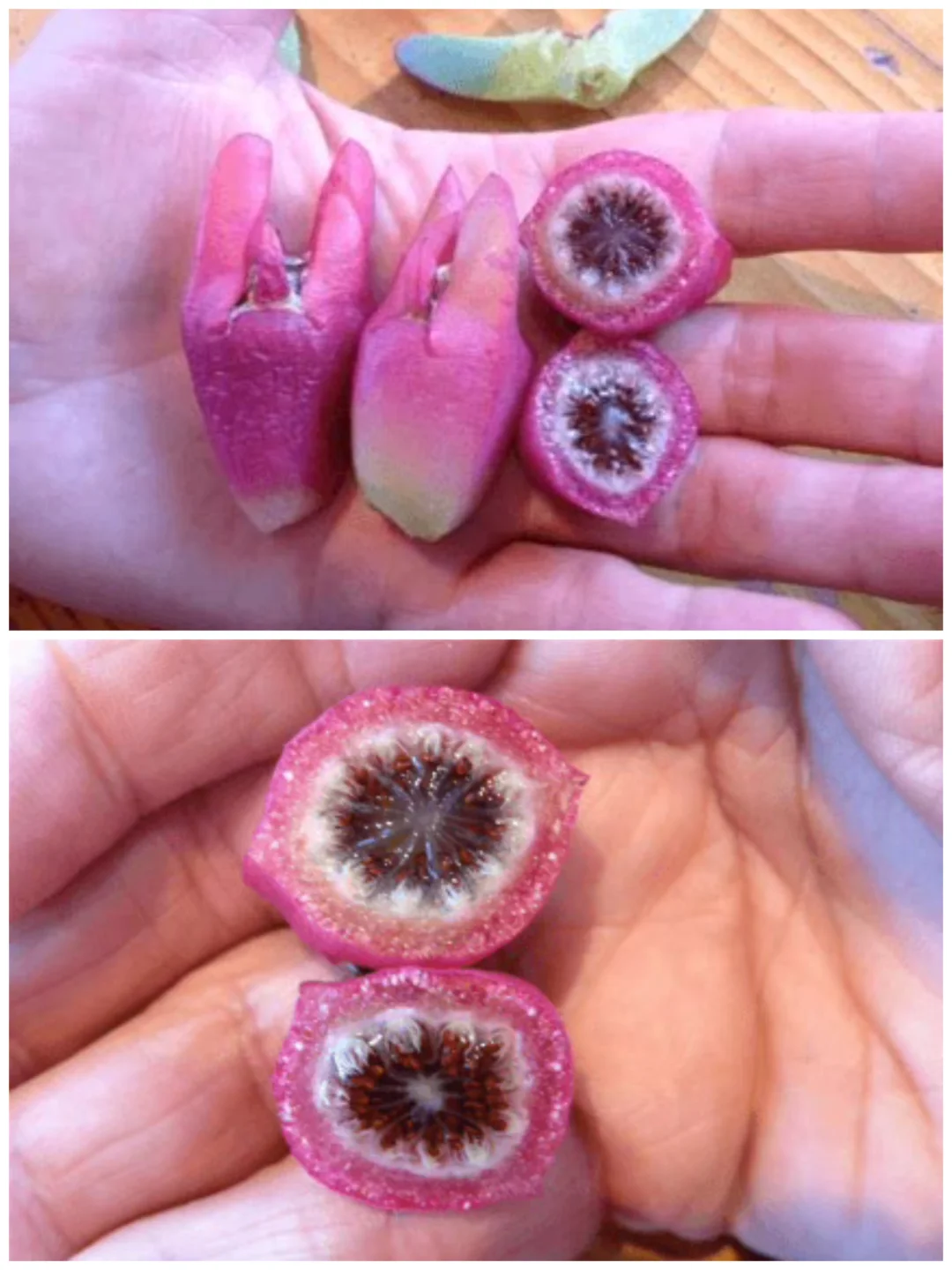 可以吃的澳洲多肉～猪脸Carpobrotus