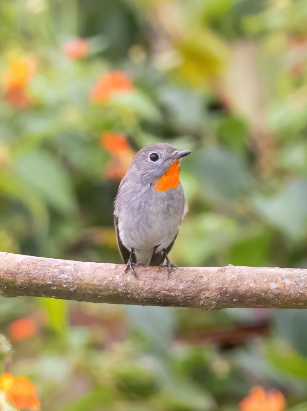 红喉姬鹟的繁殖季喉咙果然很红