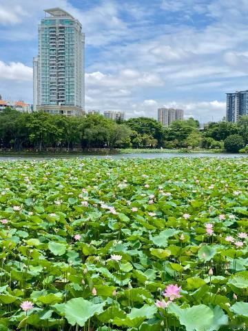 因“荷”而来赏花花花～～<br />图5、图6就是荔湾湖公园第三朵并蒂...