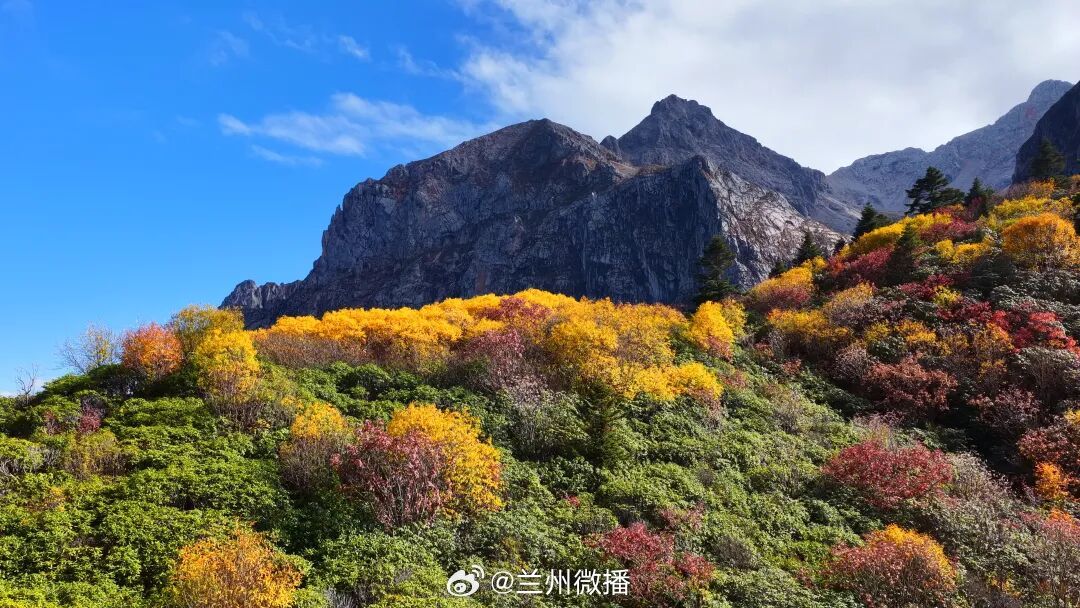 陇南宕昌秋日限定彩林云渡彩林，秋醉雷古山🍂秋风漫过官鹅沟林海，最浓秋色落满雷古山。文旅中国行同城热点创作计划 乘索道缓缓升空，轿厢抬升间，墨绿松林、金黄落叶松、艳红灌木层层叠叠在峡谷铺展。薄雾缠山谷，缆车穿行云海，站在山巅远眺，彩林漫山，长空明净。风声作伴，秋色入怀，这是独属于宕昌的秋日浪漫。国庆登雷古山，飞越彩林，把山巅秋色尽数收藏✨