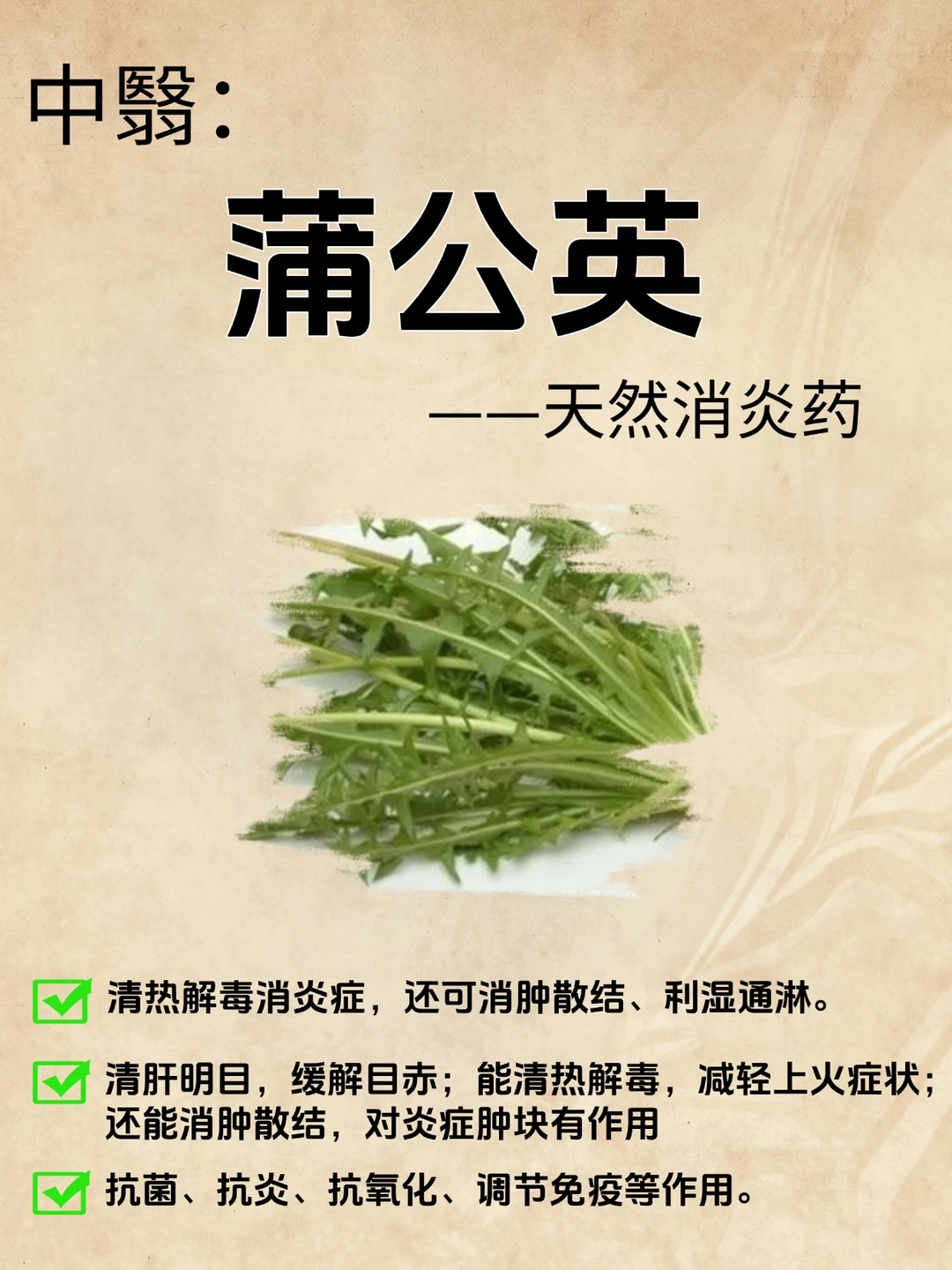 🔥蒲公英：天然消炎药，你了解多少？
