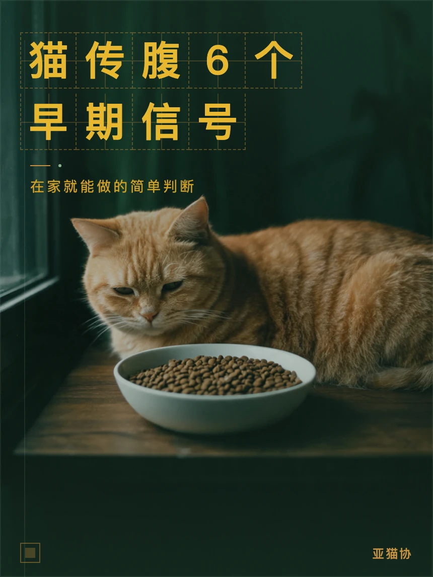 猫传腹早期的6个信号｜90%的人发现太晚