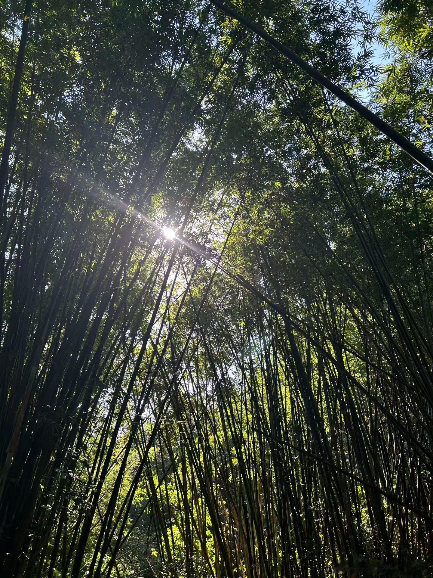 10月17日，一则匿名爆料称某“离婚多年、做直播的男明星”隐藏了一个儿子，网友几乎条件反射般将矛头指向贾乃亮，但他在数小时内火速晒猫照辟谣否认。   一、传闻起源：匿名爆料精准“命中”贾乃亮- 爆料内
