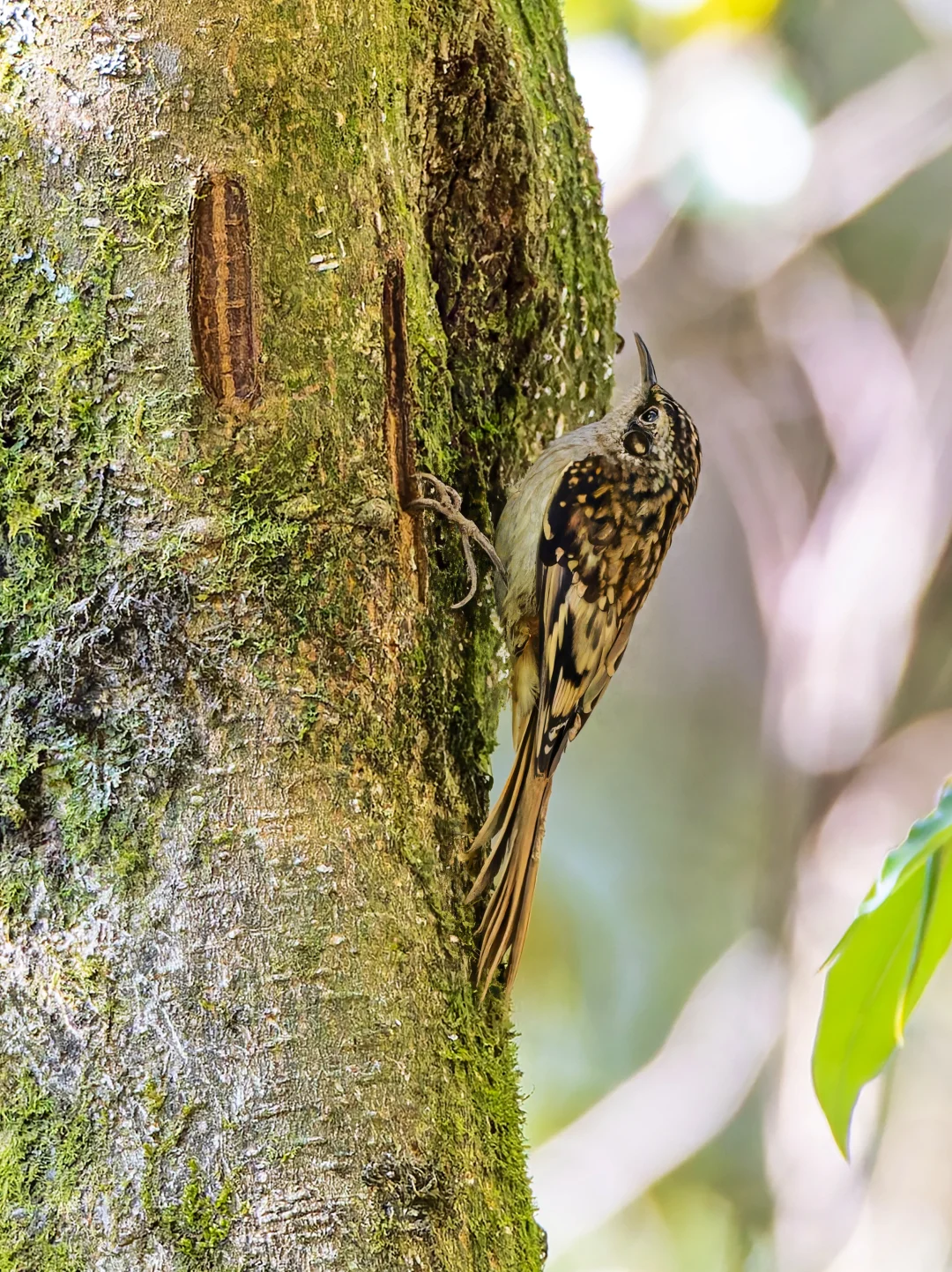 树皮上的迷你伪装者：休氏旋木雀