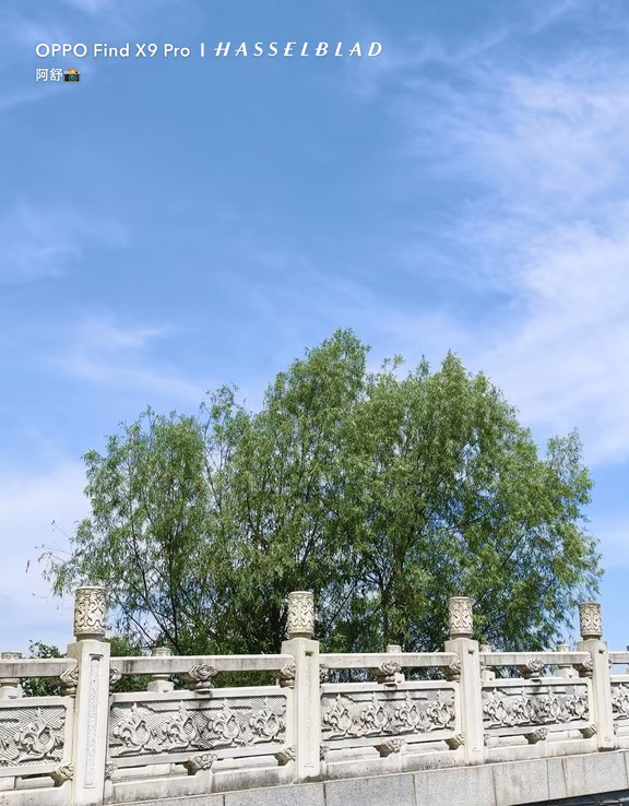 在树下，在桥上
