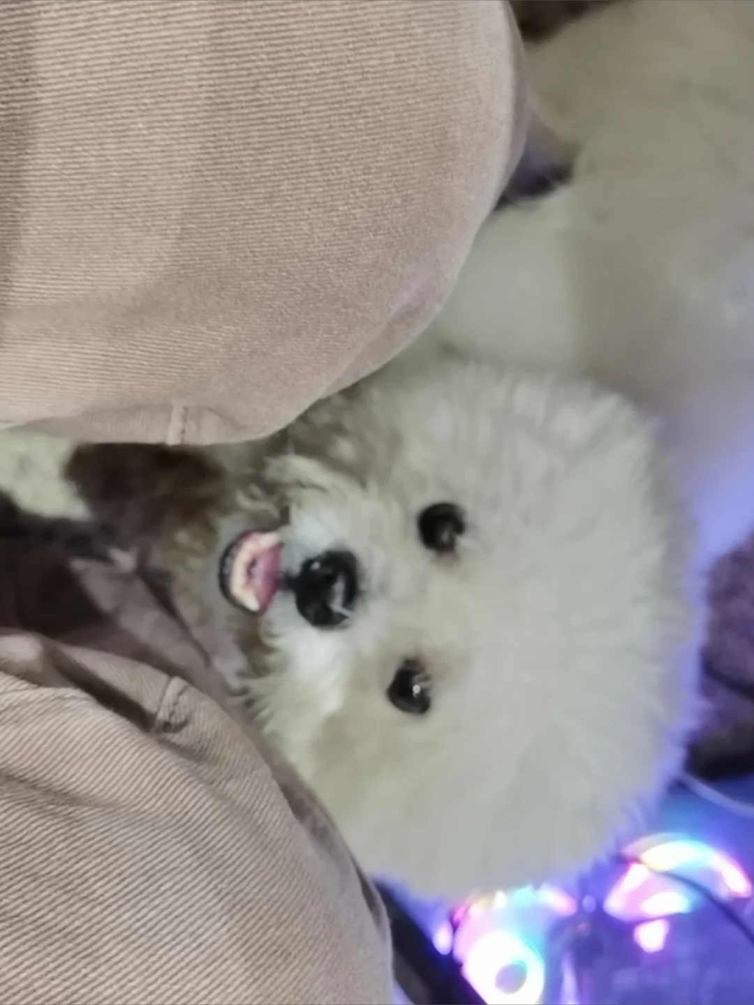 狗狗也会有烦恼吗