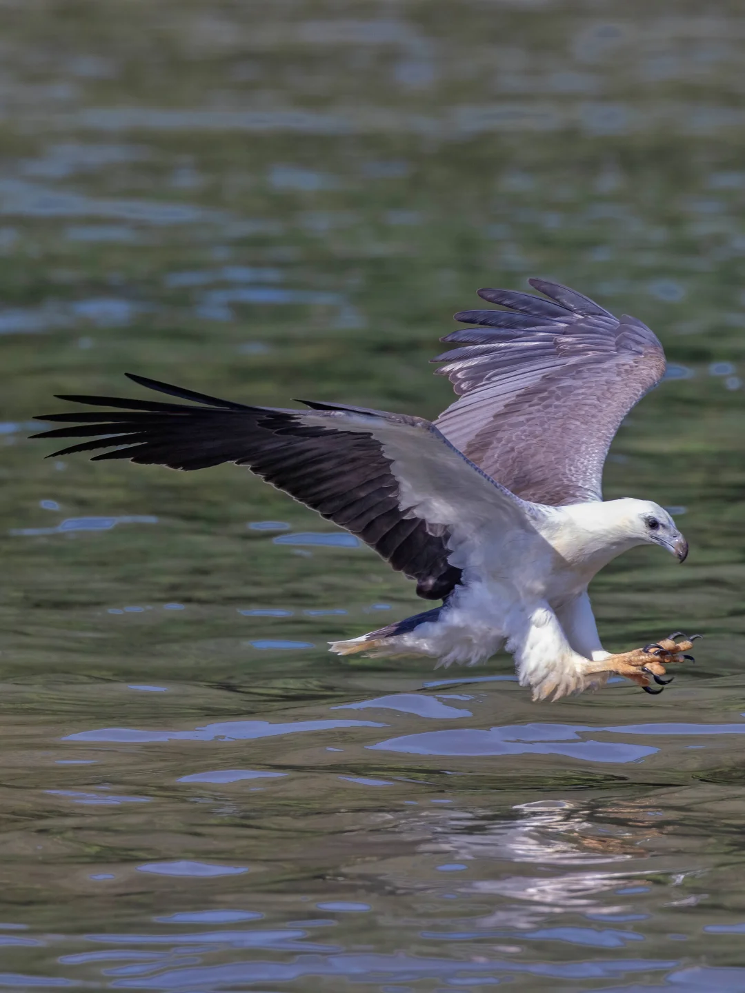白腹海雕在我面前抓鱼了！