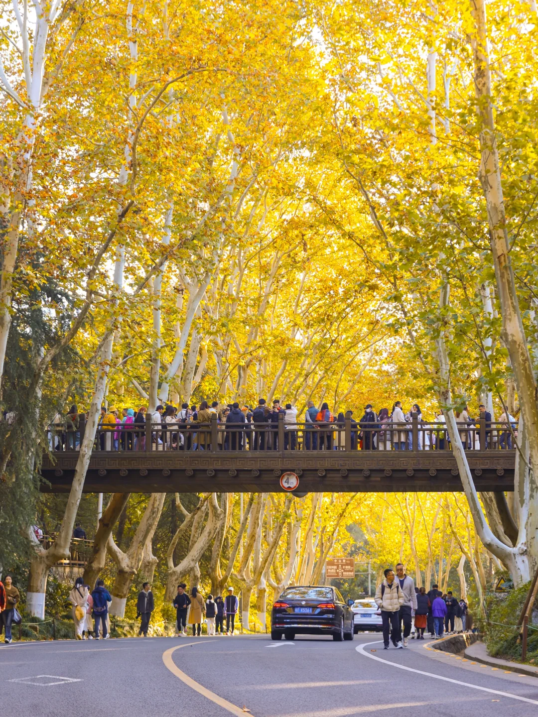 梧桐大道➕音乐台懒人赏秋攻略！好玩不费腿