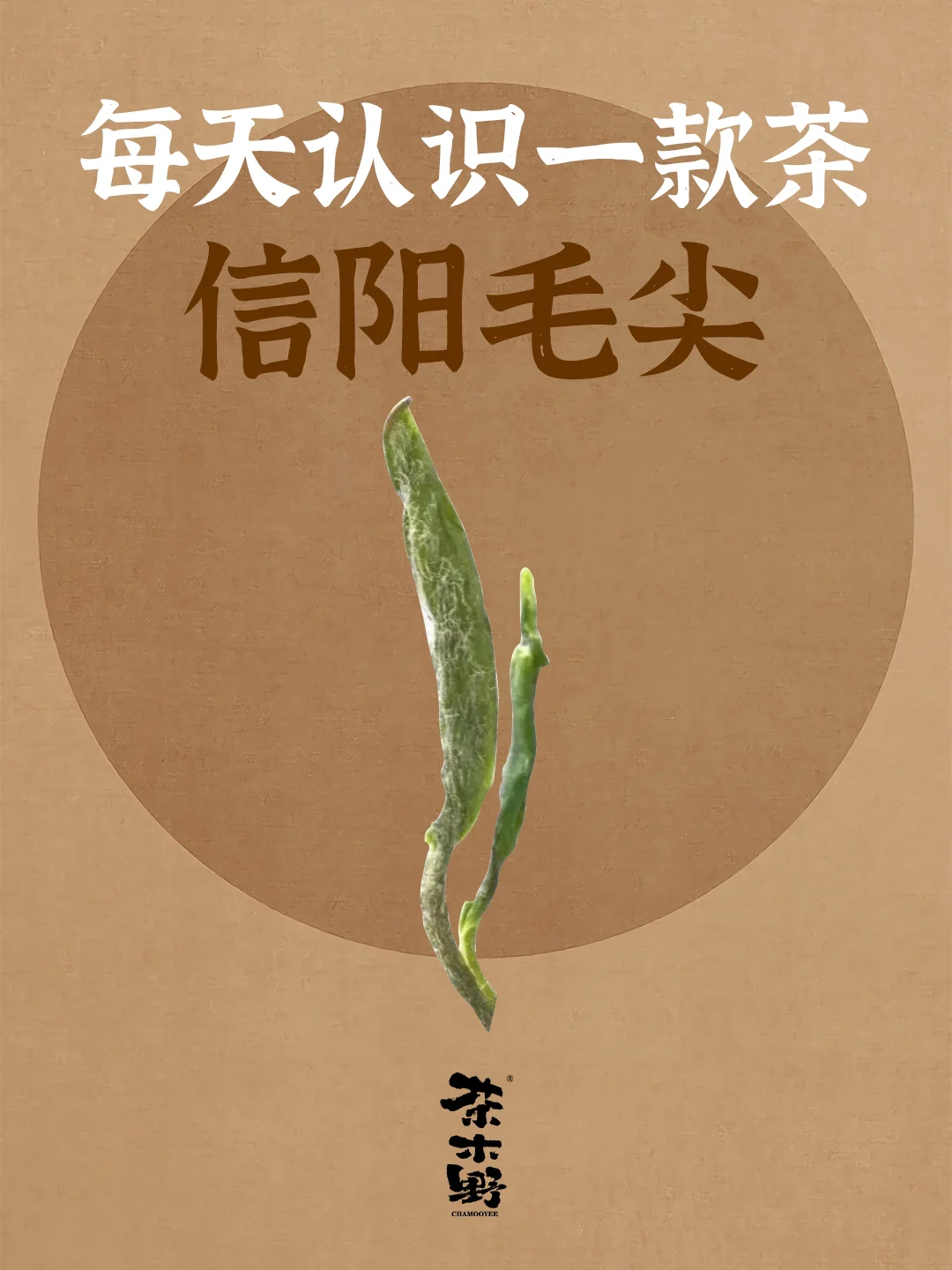 知识分享丨一分钟了解信阳毛尖