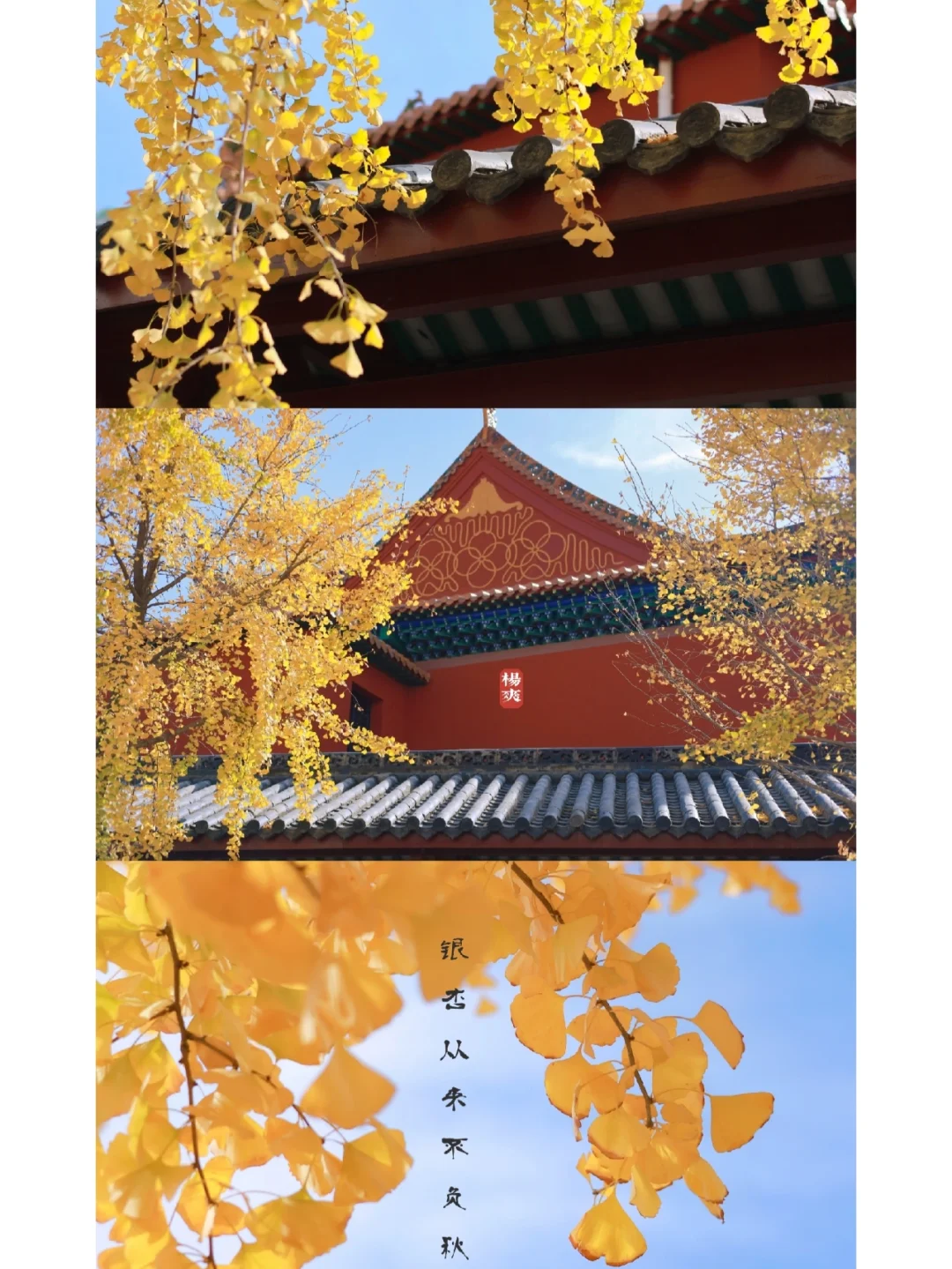 武汉绝美古风银杏/秋日必打卡，恍如京城！