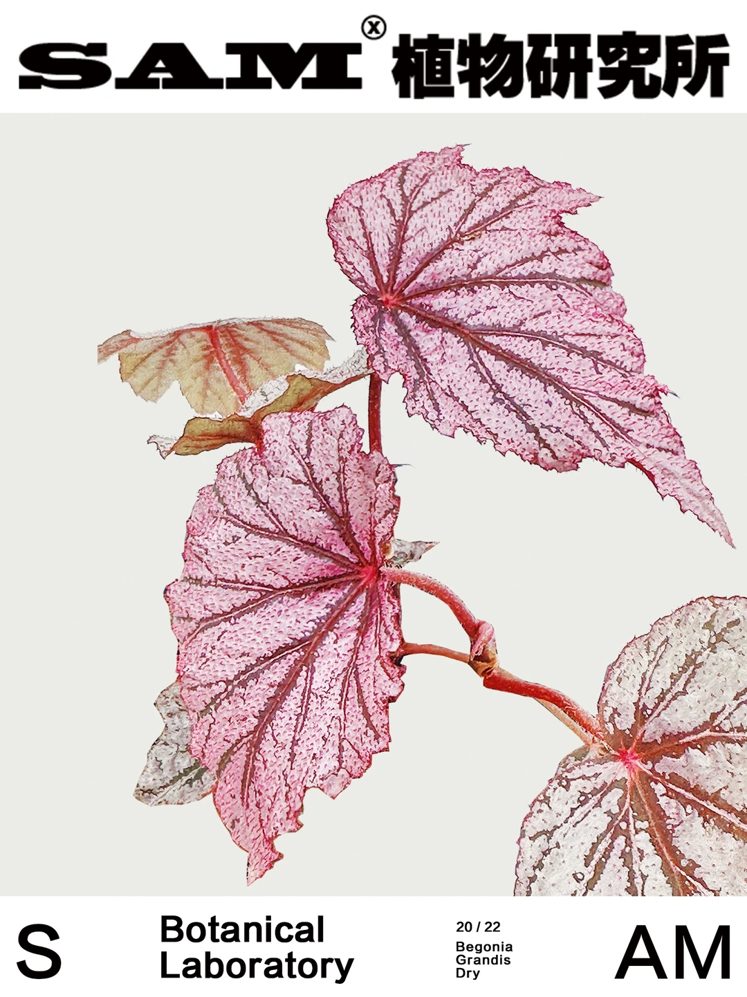 三华李秋海棠｜Begonia Shawne Worley