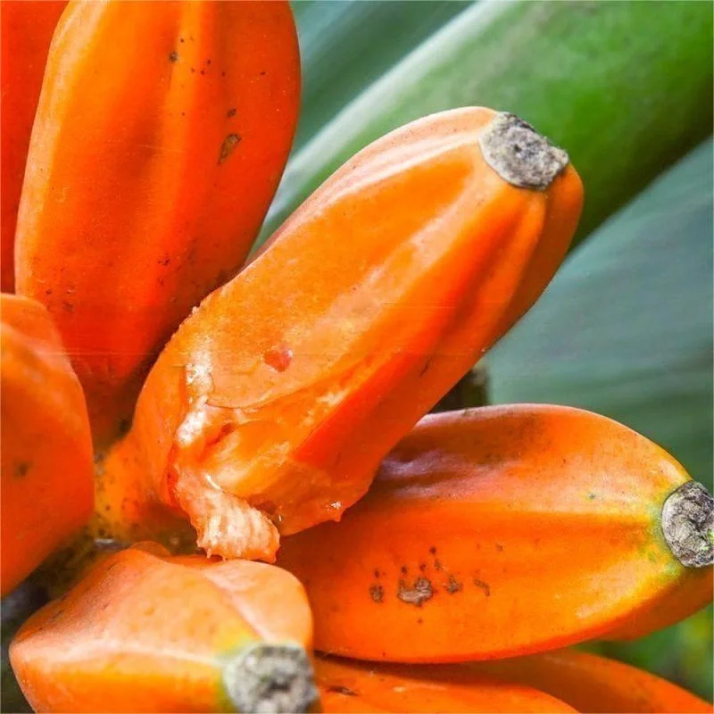 稀有水果～橙色香蕉Musa johnsii