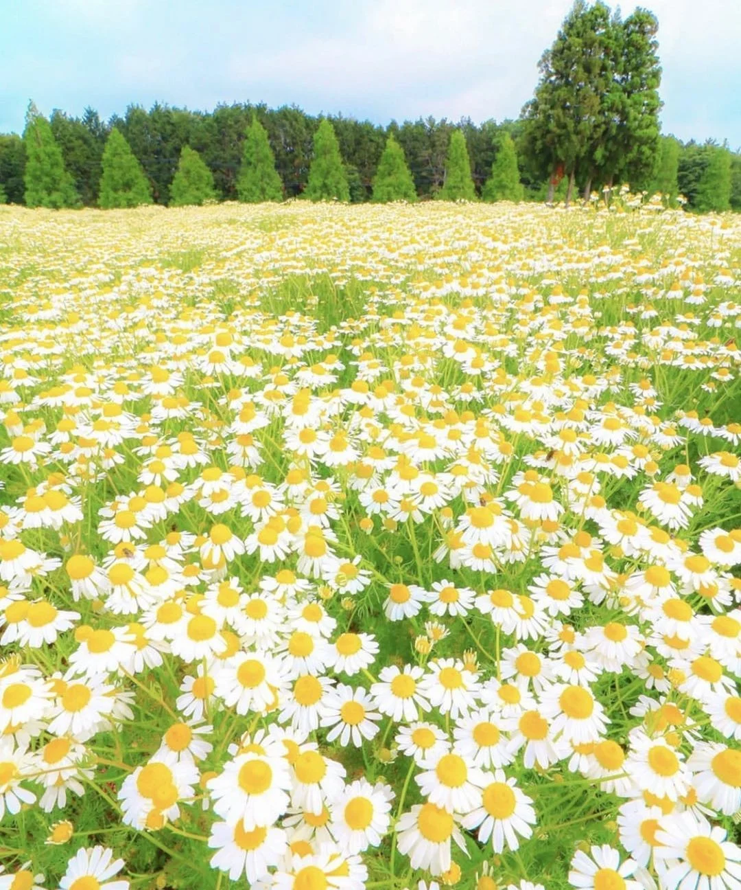 日本三重县|来啦心心念念的洋甘菊花园来啦