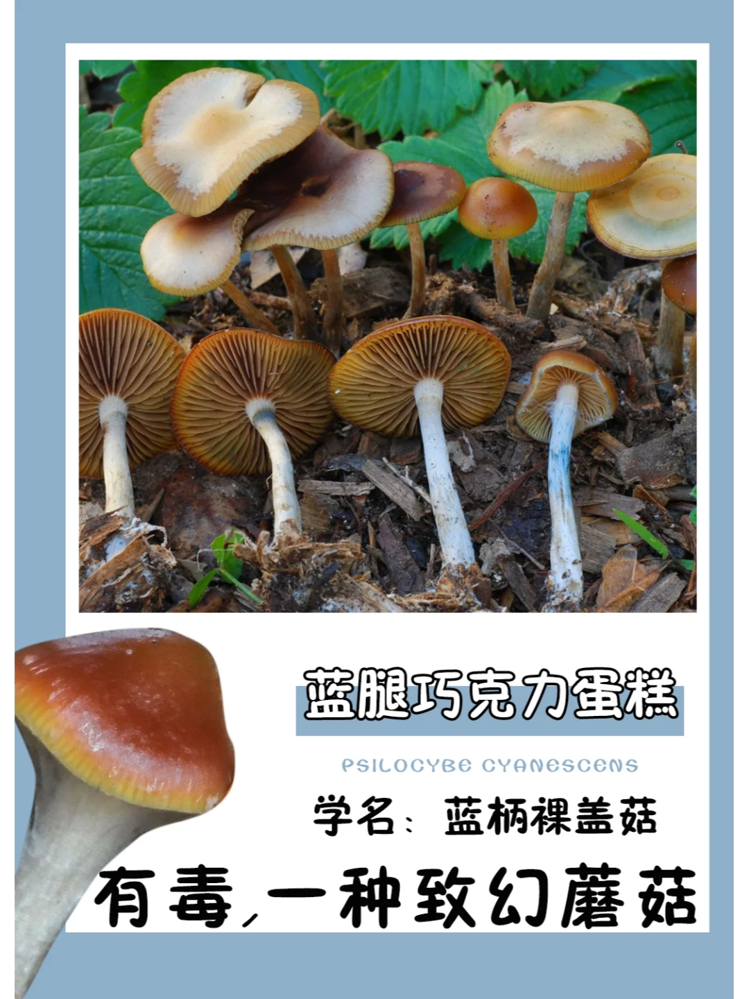 又一种致幻蘑菇，不能误食喔~