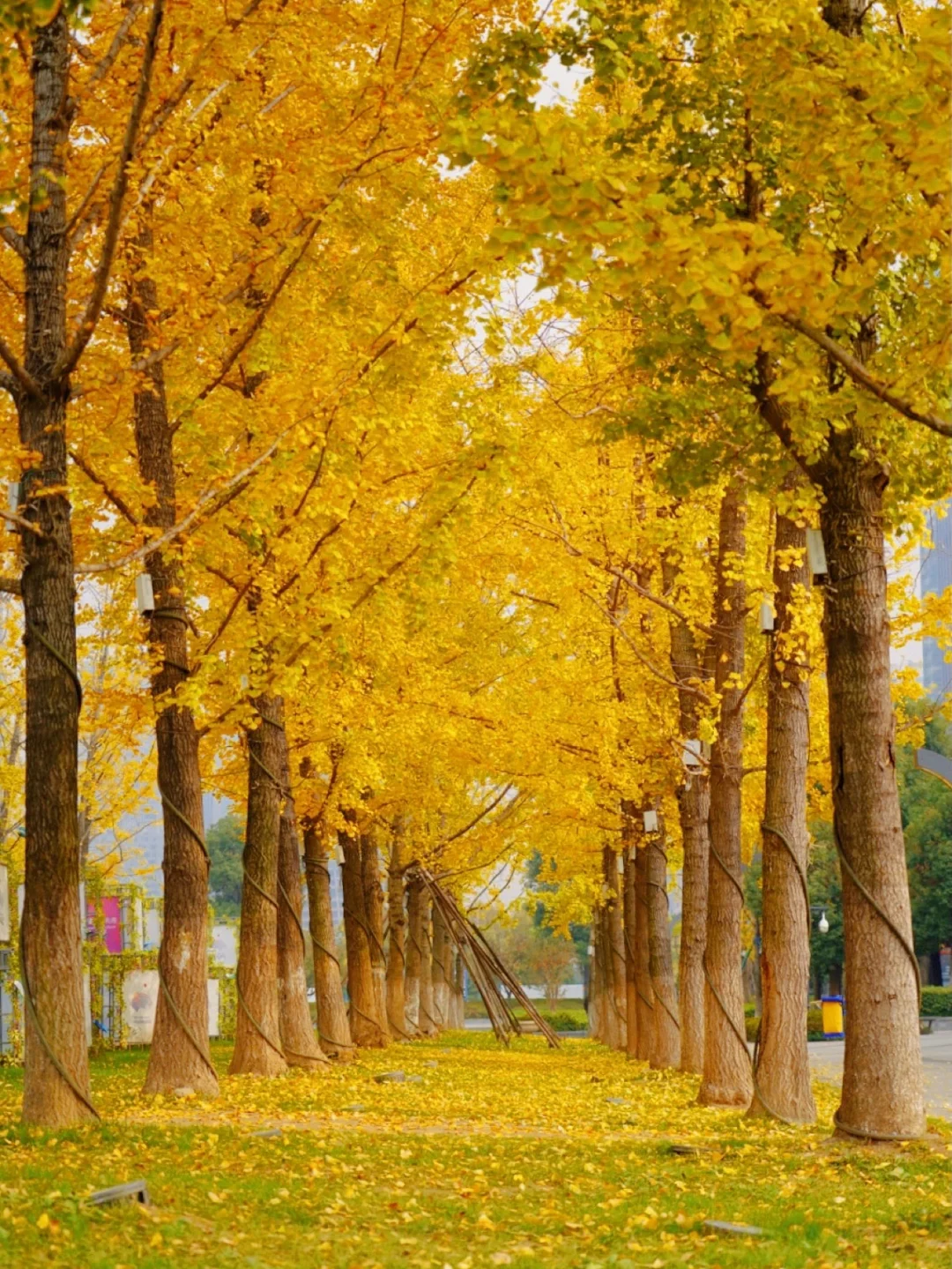 杭州市区银杏黄了‼️小众银杏林 人少❗️