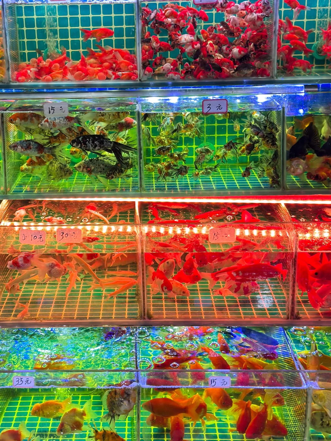 嘉兴有自己的金鱼街