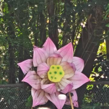 越秀公园里的莲