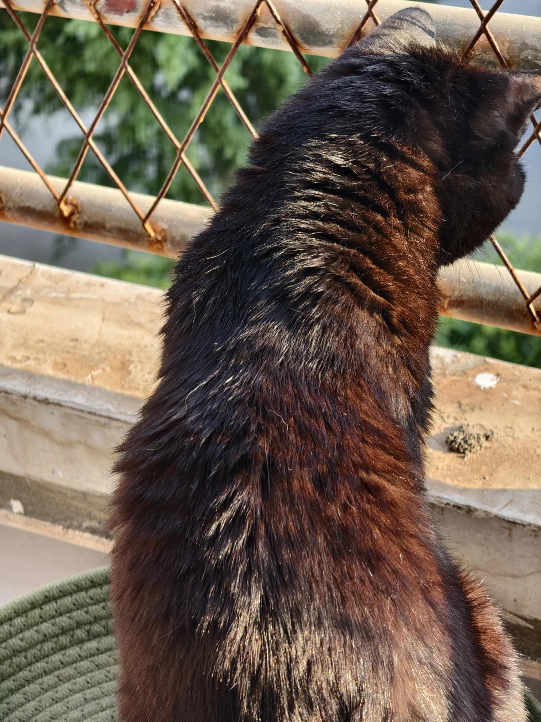 帮我看看孩子这是蒜瓣毛吗？