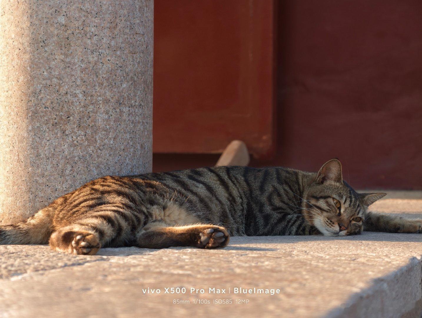假期快结束了，发点小猫咪。 ​