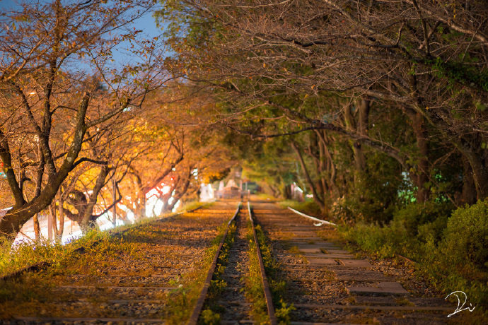 一条停运铁路的春夏秋冬。（via x usalica） ​​​