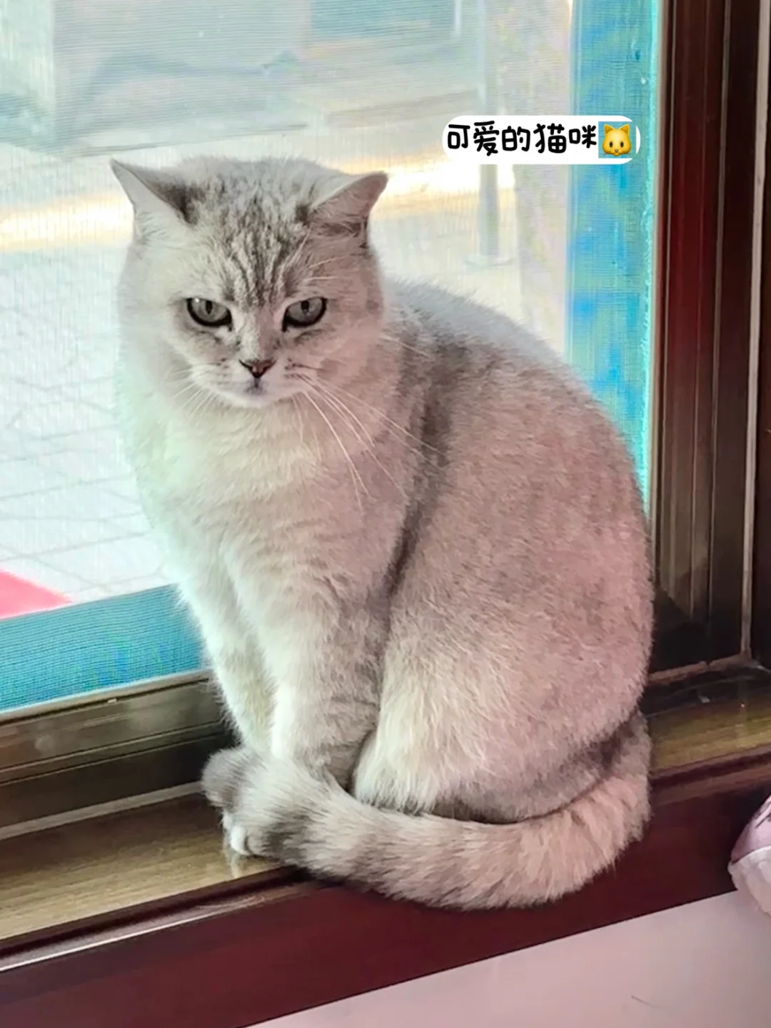 养猫半年，零钱通帮了我大忙。