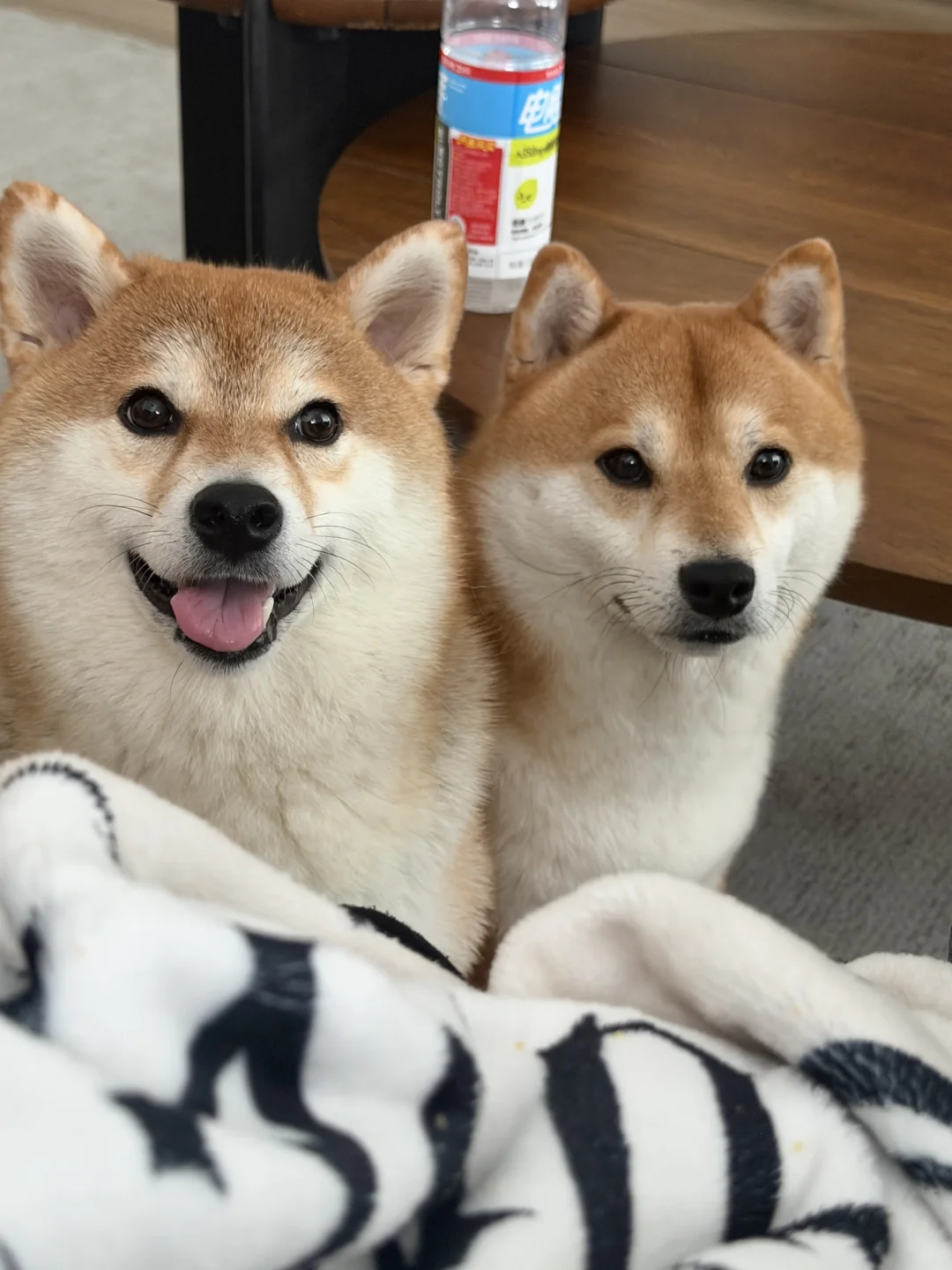 又偷吃零食了吗妈妈